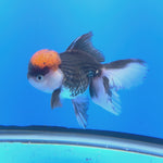 Thai Oranda Red Cap Panda 3.5” Female(FEB-718)R1B07