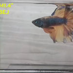 Live Male Betta Yellow Blue Mustard Halfmoon Rosetail (RSS-015)High quality what you see what you get!!