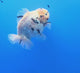 Thai Oranda White Tiger Tiger Godzilla 4.5 inch Body Female (FEB-937)BLUETUBC