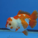Thai Oranda Yuanbao Red abd White 4.50" Body Female (FEB-736)R2A09