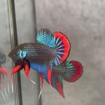 Live Male Betta Blue Red Imbellis Wild Plakat (BID-109)S143 High quality what you see what you get!!