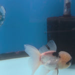 Thai Oranda Lemomhead Panda 3.5” Female(FEB-714)R1A07