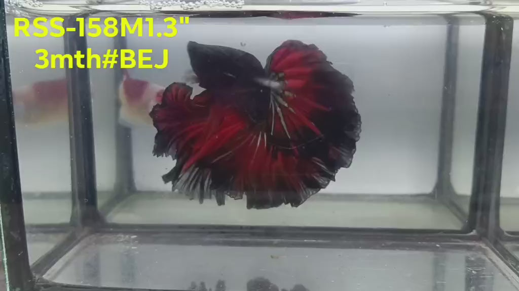 Live Male Betta Fancy Red Devil Halfmoon Rosetail (RSS-158)High quality what you see what you get!!