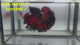 Live Male Betta Fancy Red Devil Halfmoon Rosetail (RSS-158)High quality what you see what you get!!