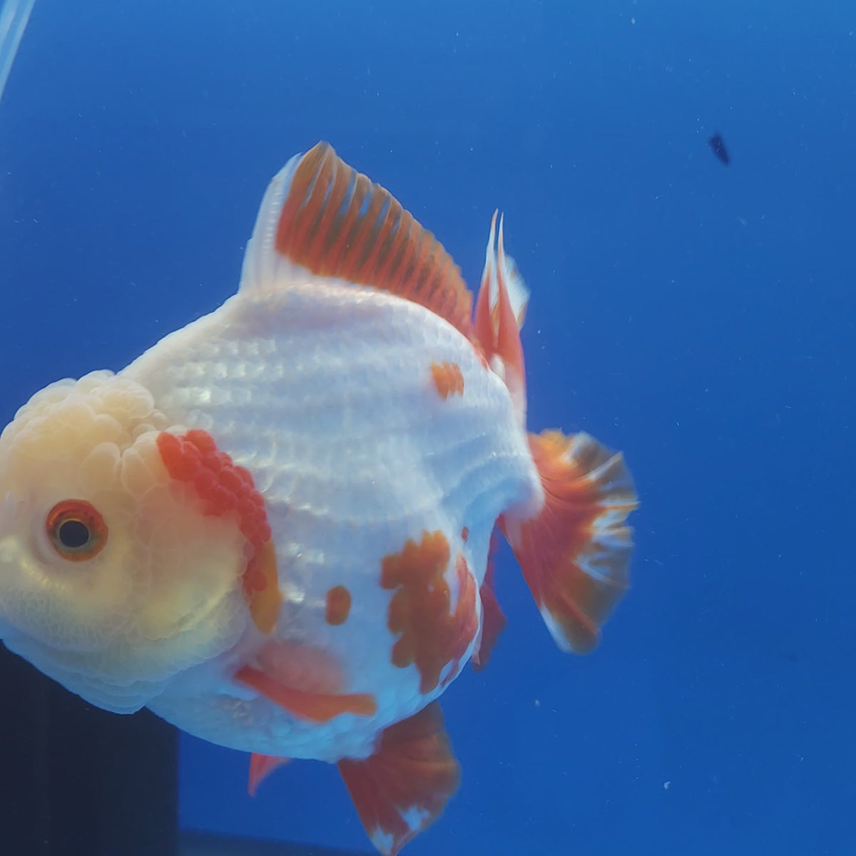 Thai Jumbo Oranda Red 4.5in Female (FEB-239)R2A11
