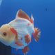 Thai Jumbo Oranda Red 4.5in Female (FEB-239)R2A11