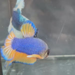 Live Male Betta Yellow Blue Mustard Gas Plakat (TNK-A175)High quality What you see What you get!!