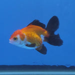 Thai Oranda Tri-Color 2.50" Body Male (FEB-740)R2B01