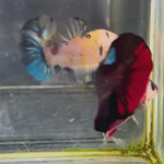 Live Male Betta Classic Black Koi Plakat (KSA-A528) High quality What you see What you get!!