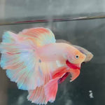 Live Male Betta Fancy Light Pastel Colors Over Halfmoon Rosetail (TNK-A315) High quality What you see What you get!!
