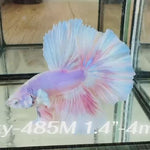 Live Male Betta Fancy Sweet Pastel colors Halfmoon (Sky-485)High quality what you see what you get!!