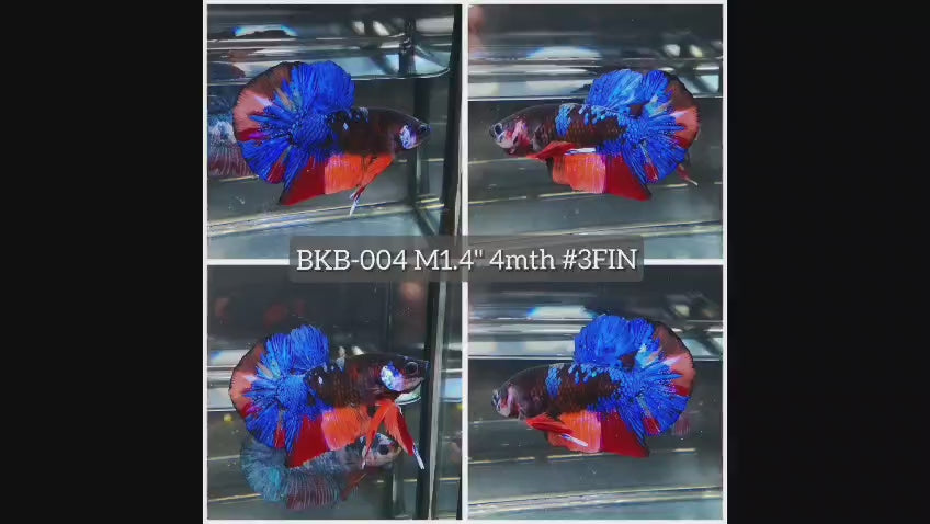 Live Male Betta Black Nemo Koi Plakat (BKB-004) High quality what you see what you get!!