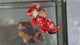 Live Male Betta Red Galaxy Stardust Plakat (TNK-A826) High quality what you see what you get!!