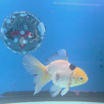 Thai Oranda Lemonhead Panda 2.5” Female(FEB-682)R3B01