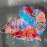Live Male Betta Candy Multicolors Giants Plakat (TNK-A573) S325 High quality What you see What you get!!