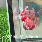 Live Male Betta Red Galaxy Stardust Plakat (Sky-022) High quality what you see what you get!!