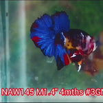 H Live Male Betta Fancy Galaxy Koi Plakat (NAW-145) What you see What you get!