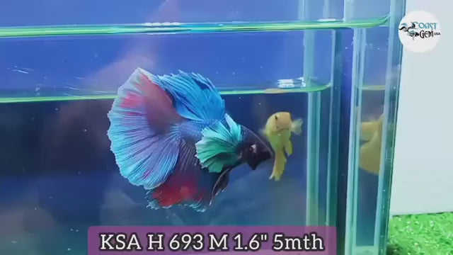 Royal Blue Halfmoon Rosetail Male Betta Our Choice (CBM-1097)