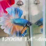 Live Male Betta Yellow Blue Mustard gas Halfmoon Rosetail (Sky-1206) High quality what you see what you get!!