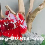 Live Male Betta Red Galaxy stardust Plakat (Sky-017) High quality what you see what you get!!