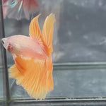 Live Male Betta Yellow Snow Dragon Halfmoon (TNK-A728) High quality what you see what you get!!