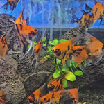Live Freshwater Aquarium Red Devil Angelfish 1.50-2.00" Body