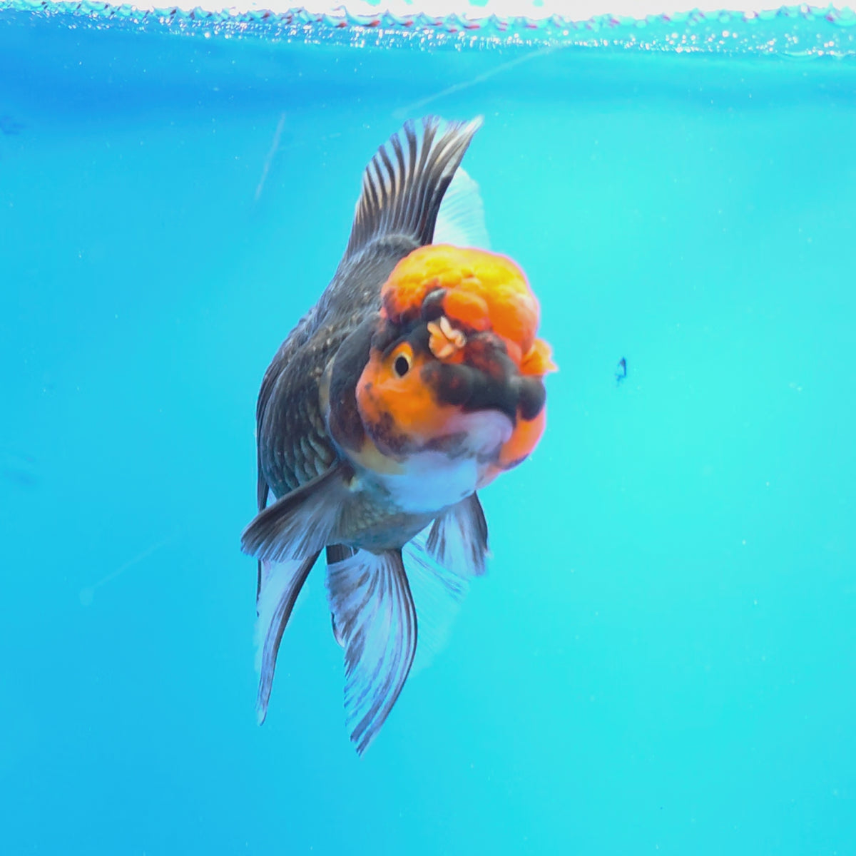 Thai Oranda Red Cap Panda 3.00" Body Female(FEB-760)R2B07