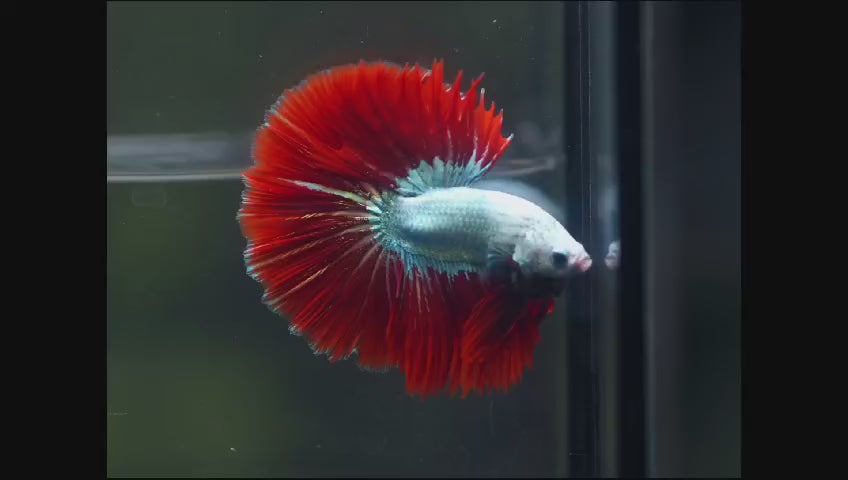 Red Copper Over Halfmoon Star Tail Dark Tone Male Betta Fish (CBM-1025) Our Choice