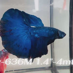 Live Male Betta Fancy Royal Blue Dark Colors Halfmoon (Sky-636) High quality what you see what you get!!