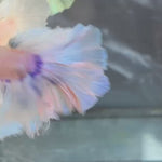 Live Male Betta Fancy Light Pastel Colors Dumbo big ear Halfmoon Rosetail (TNK-A687) S062 High quality What you see What you get!!