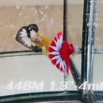 Live Male Betta Red Hellboy startail Plakat (Sky-448)High quality What you see What you get!!