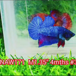 Live Male Betta Blue Avatar Plakat (NAW-171) what you see what you get!
