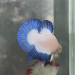Live Male Betta Blue rim Marble Plakat (TNK-A699) High quality what you see what you get!!