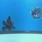 Thai Oranda Red Cap Panda 3in Female (FEB-686)R3A06