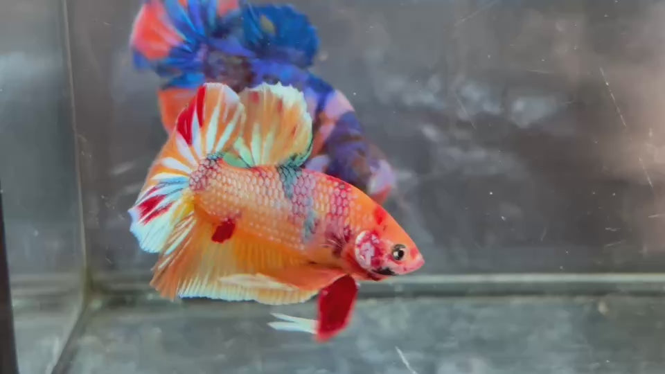 Live Male Betta Nemo Metallic Plakat (TNK-A760) High quality What you see What you get!!