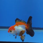 Thai Oranda Tri-Color 2.50" Body Female (FEB-739)R2B01