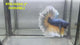 Live Male Betta Yellow Blue Mustard gas Halfmoon (RSS-142)High quality what you see what you get!!