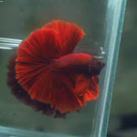 Live Male Betta Super Red Solid color Over Halfmoon (MKP-602) High quality What you see What you get!!