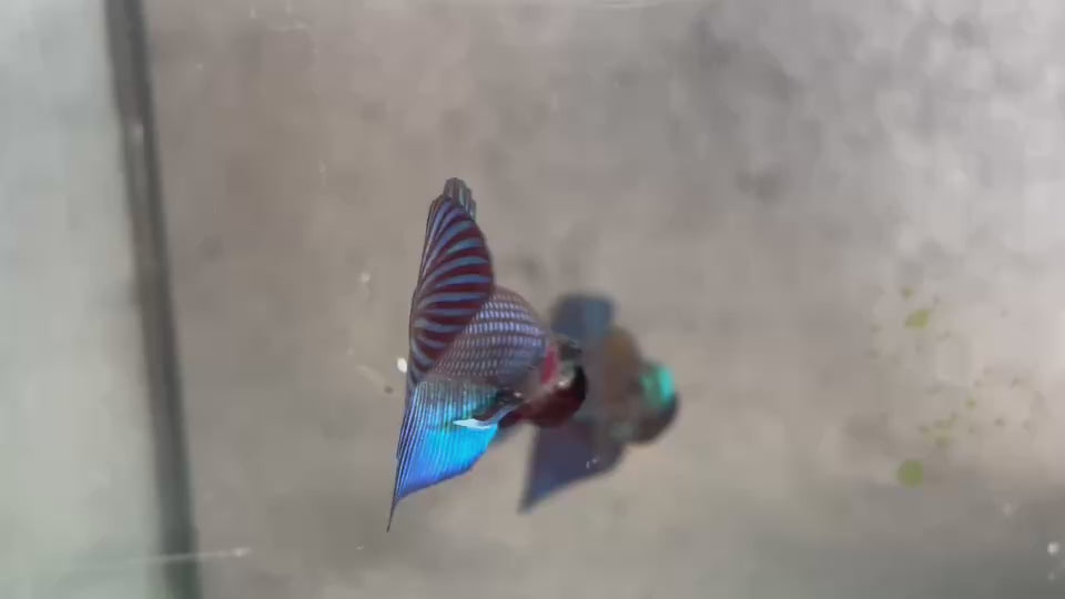 Live Male Betta Green Original Mahachai wild Plakat (BID-09) High quality What you see What you get!!