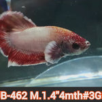 Live Male Betta Fancy Copper Light tone Plakat (JUB-462) What you see what you get!