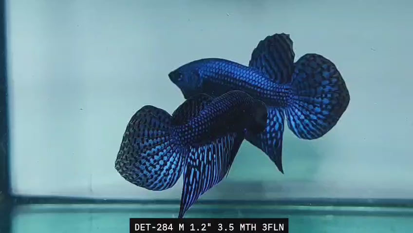 Live Male Betta Blue Alien Hybrid Wild Plakat (DET-284)S212✔️ High quality what you see what you get!!