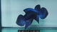 Live Male Betta Blue Alien Hybrid Wild Plakat (DET-284)S212✔️ High quality what you see what you get!!