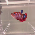 LIVE FRESHWATER BETTA FEMALE MIXED PLAKAT NEMO(LLL-1040) WHAT YOU SEE IS WHAT YOU GET!