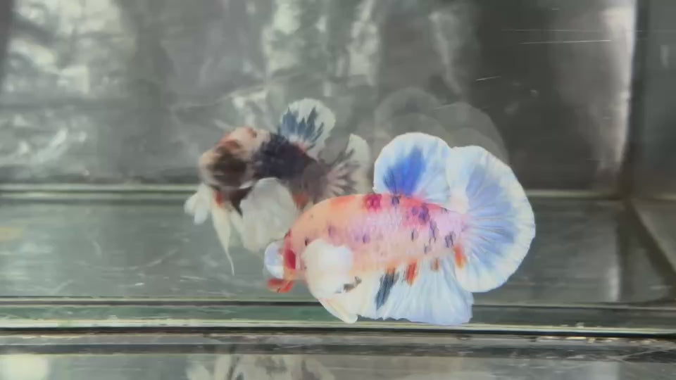 Live Male Betta Candy Koi Dumbo big ear Plakat (TNK-A747) High quality What you see What you get!!