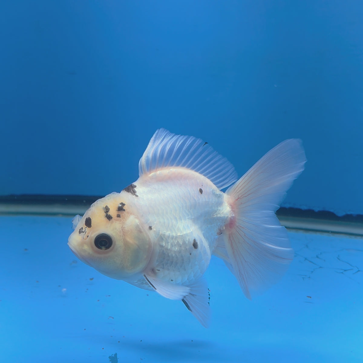 Thai Oranda Lemomhead Panda 3.00 inch Body Female(FEB-844)R2B01