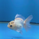 Thai Oranda Lemomhead Panda 3.00 inch Body Female(FEB-844)R2B01