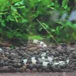 Live Tropical Bottom Feeder Panda Loach (Yaoshania pachychilus) SMALL