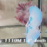 Live Male Betta Blue Marble Polkadot Halfmoon (Sky-1119)S217 High quality What you see What you get!!