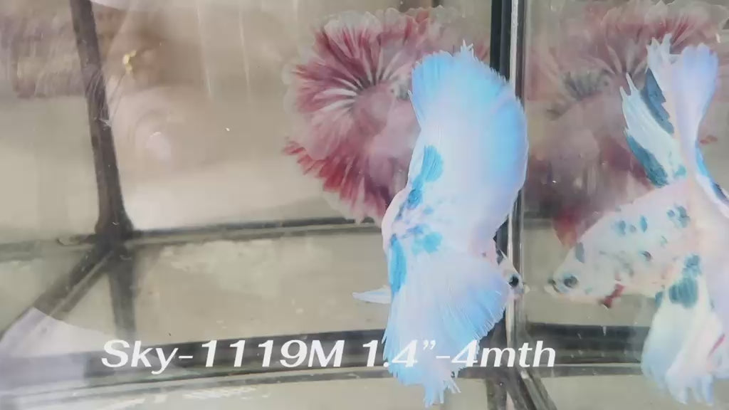Live Male Betta Blue Marble Polkadot Halfmoon (Sky-1119) High quality What you see What you get!!