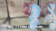 Live Male Betta Blue Marble Polkadot Halfmoon (Sky-1119) High quality What you see What you get!!